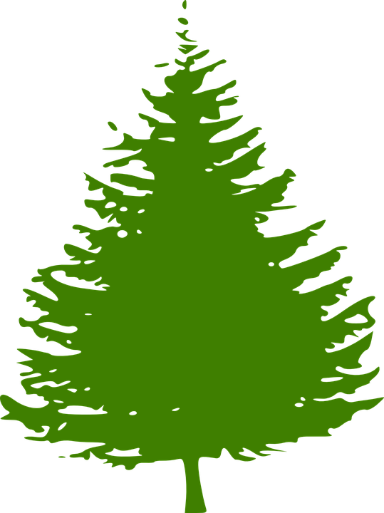 Evergreen Tree Stencil - Pine Tree Silhouette (539x720), Png Download