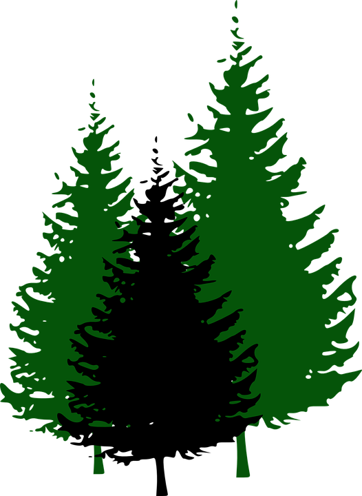 Redwood Tree Clipart At Getdrawings - Green Tree Clip Art (526x720), Png Download
