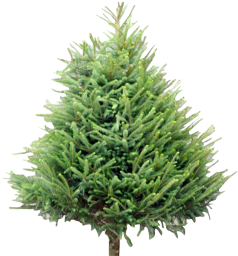 Wholesale Christmas Supplier Welsh - Pino Del Caucaso (353x380), Png Download