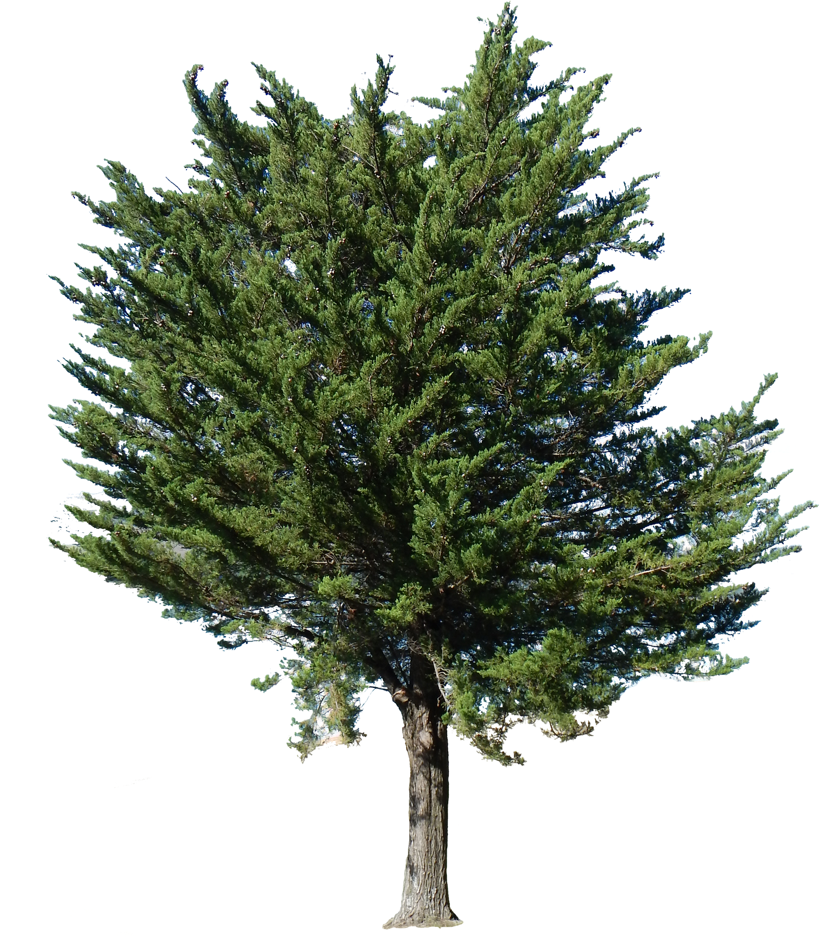 Source - - Tree Transparent (930x1100), Png Download