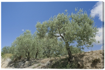 Birch (400x400), Png Download