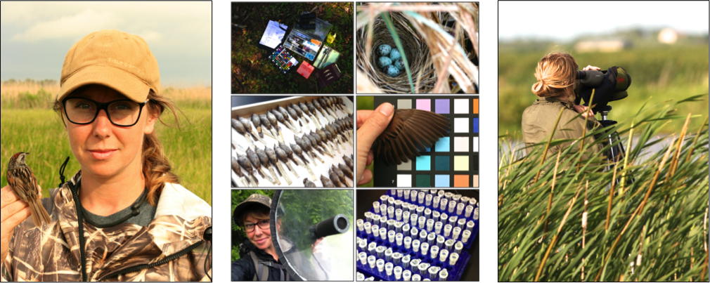 Petra Is Currently A Phd Candidate In Ecology And Evolutionary - Collage (1010x403), Png Download