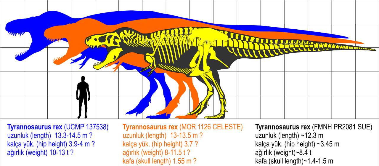 File - Tyrannosaurus Rex-1 - Svg - Tyrannosaurus Hip (1280x560), Png Download