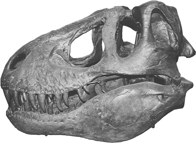 Trex Skull1 - Tyrannosaurus (704x511), Png Download