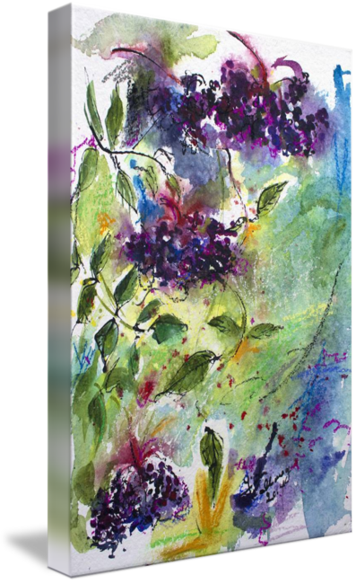 "elderberries Holunder Beeren Wild Fruit" By Ginette - Watercolor Paint (397x650), Png Download