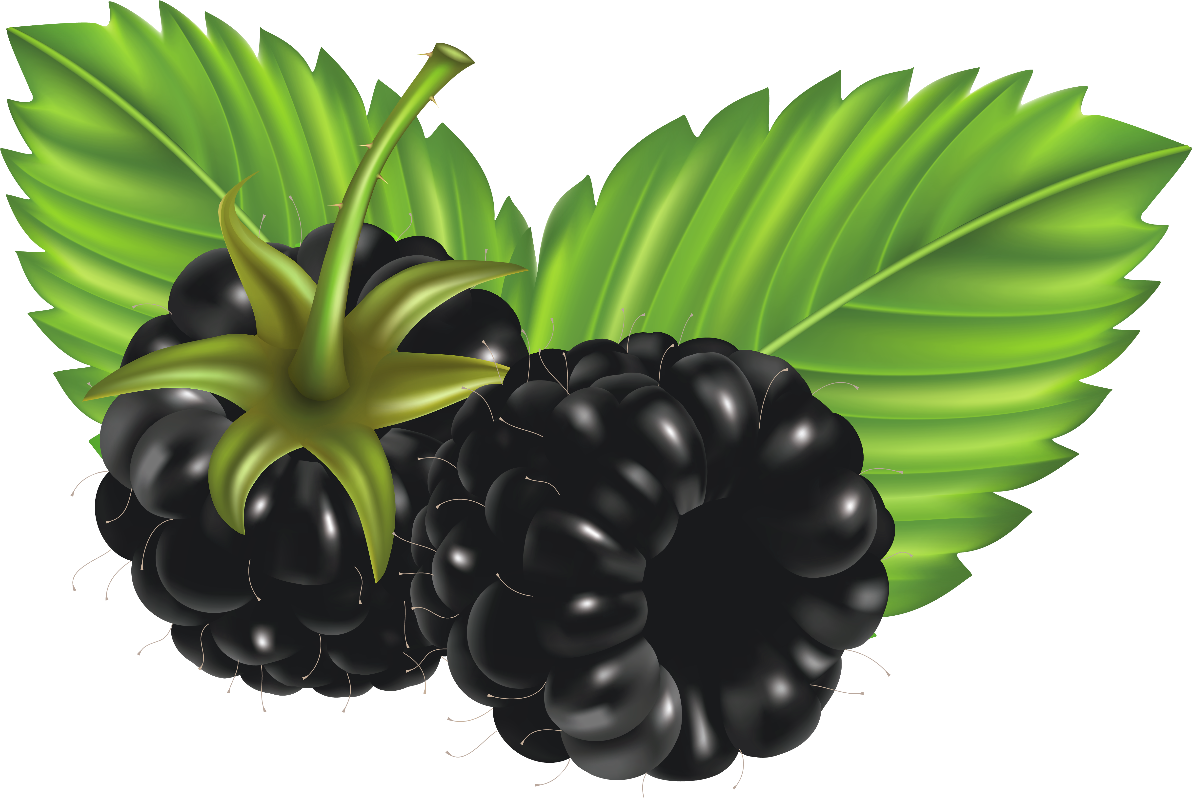 Free Blackberry Clipart (4961x3324), Png Download