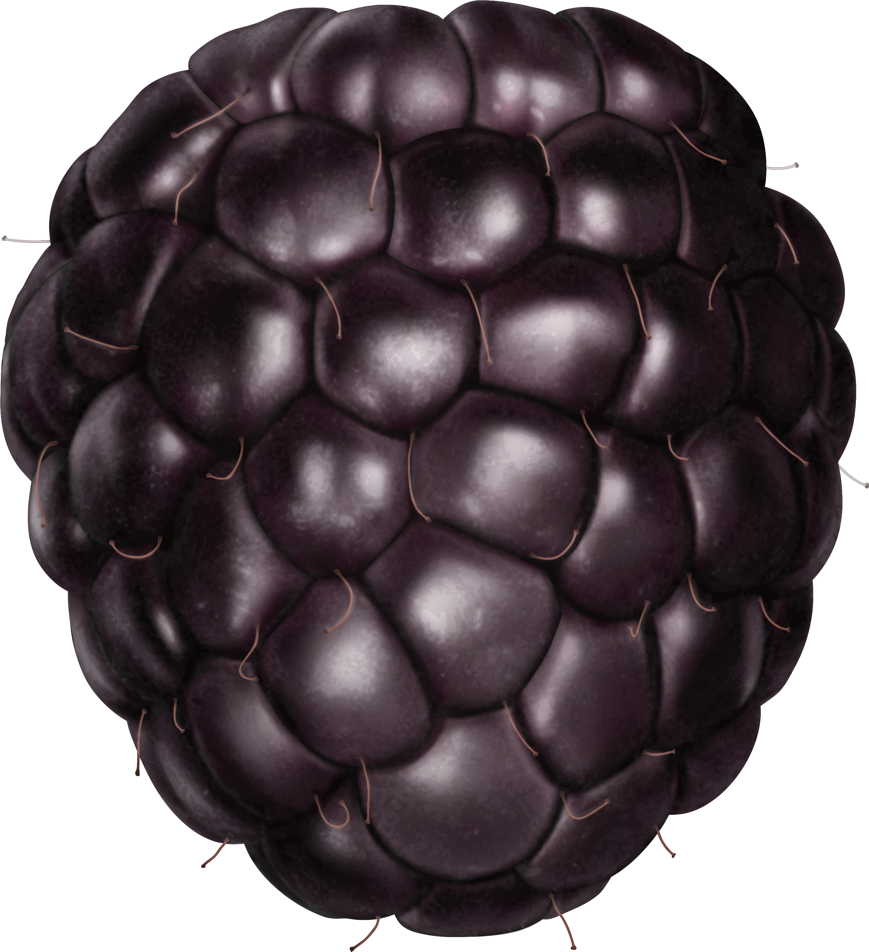 Clip Art Of Blackberry Mascot K11445727 - Blackberry Png (3069x3276), Png Download