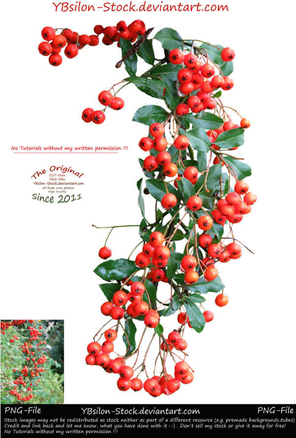 Branch With Red Berries And Green Leaves By Ybsilon-stock - Green (600x914), Png Download