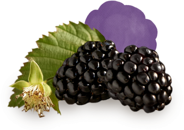 Blackberries - Fruits Black Berry In Turkey (640x452), Png Download