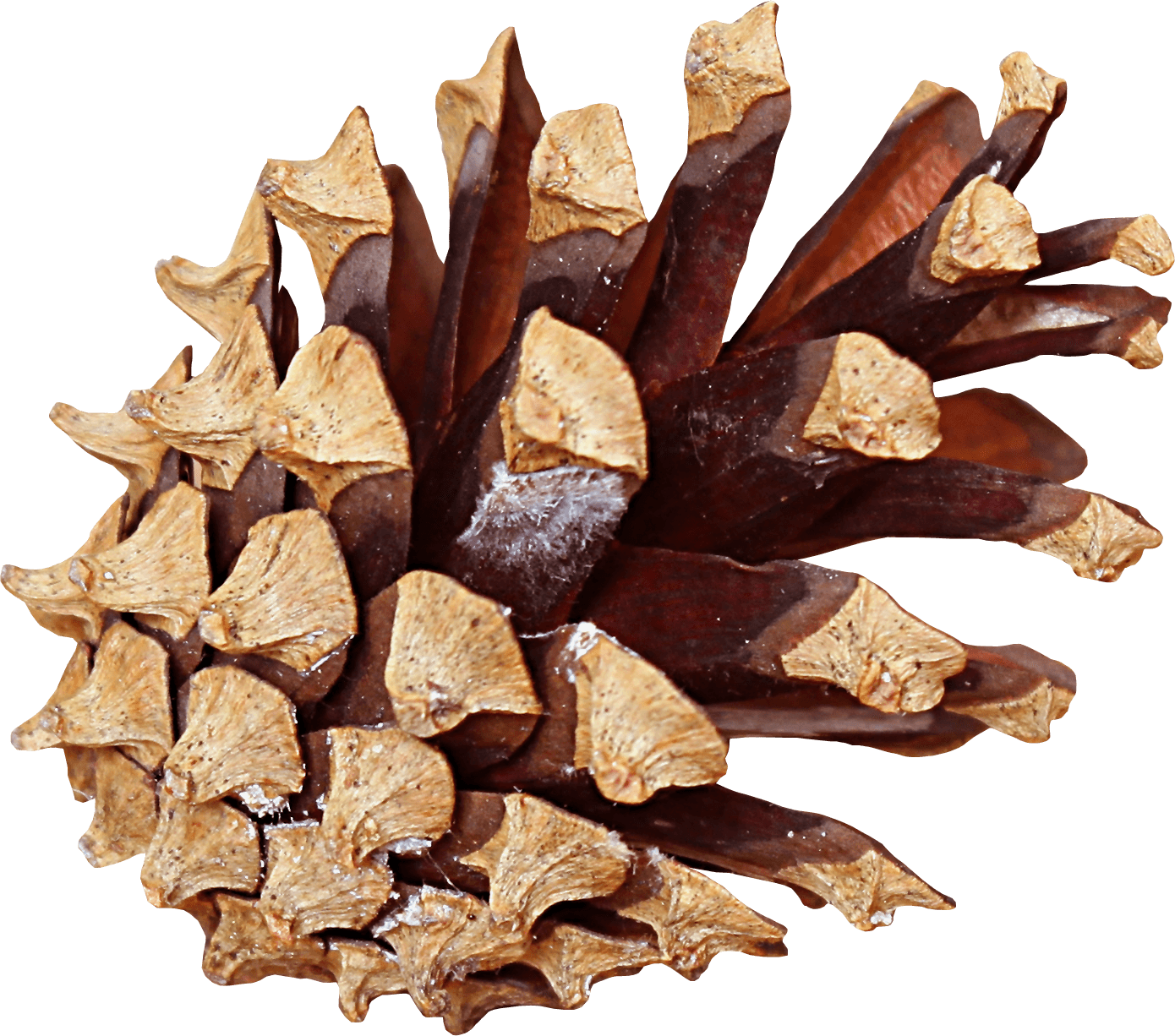 Download - Pinecone Png (1390x1226), Png Download