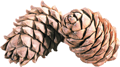Pine Cone Duo - Pine Cones Png (400x400), Png Download