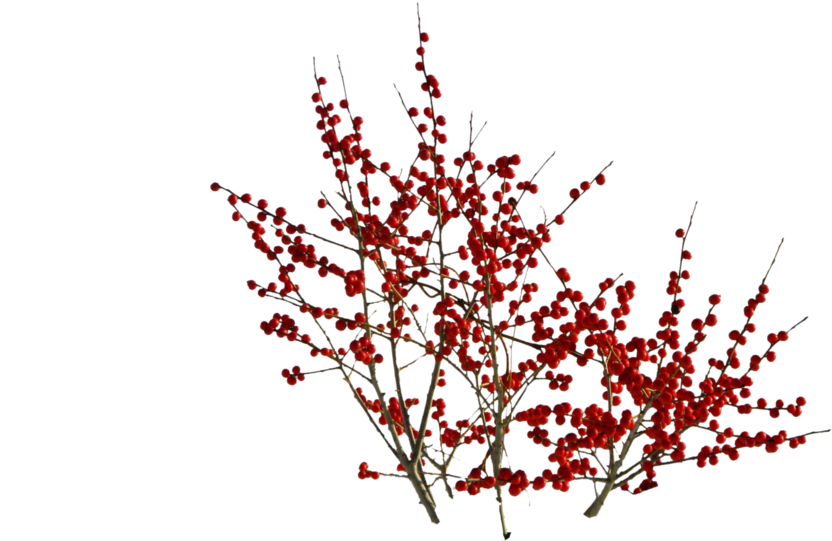 Berry Branch Png - St.au.150 Min.v.unc.nr Ad (1032x774), Png Download