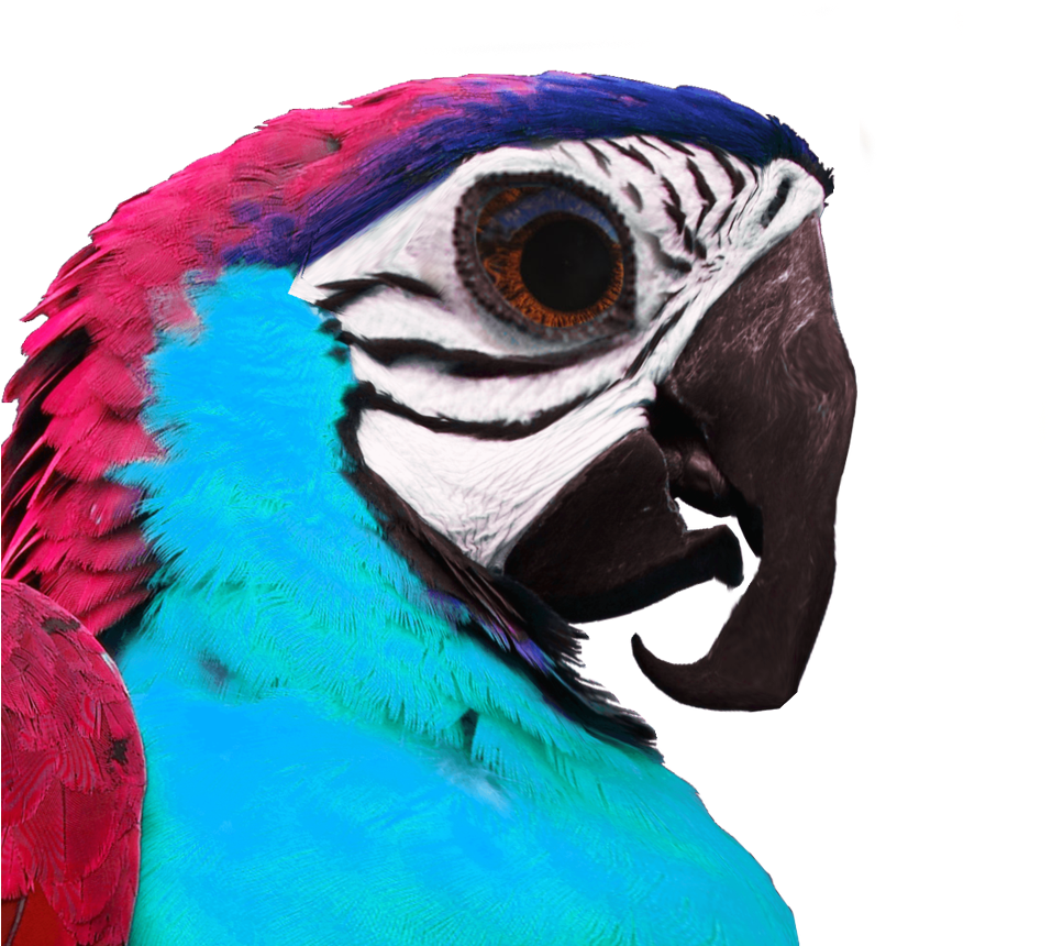 Umphsothegreater Birb Profile - Macaw (1200x1200), Png Download