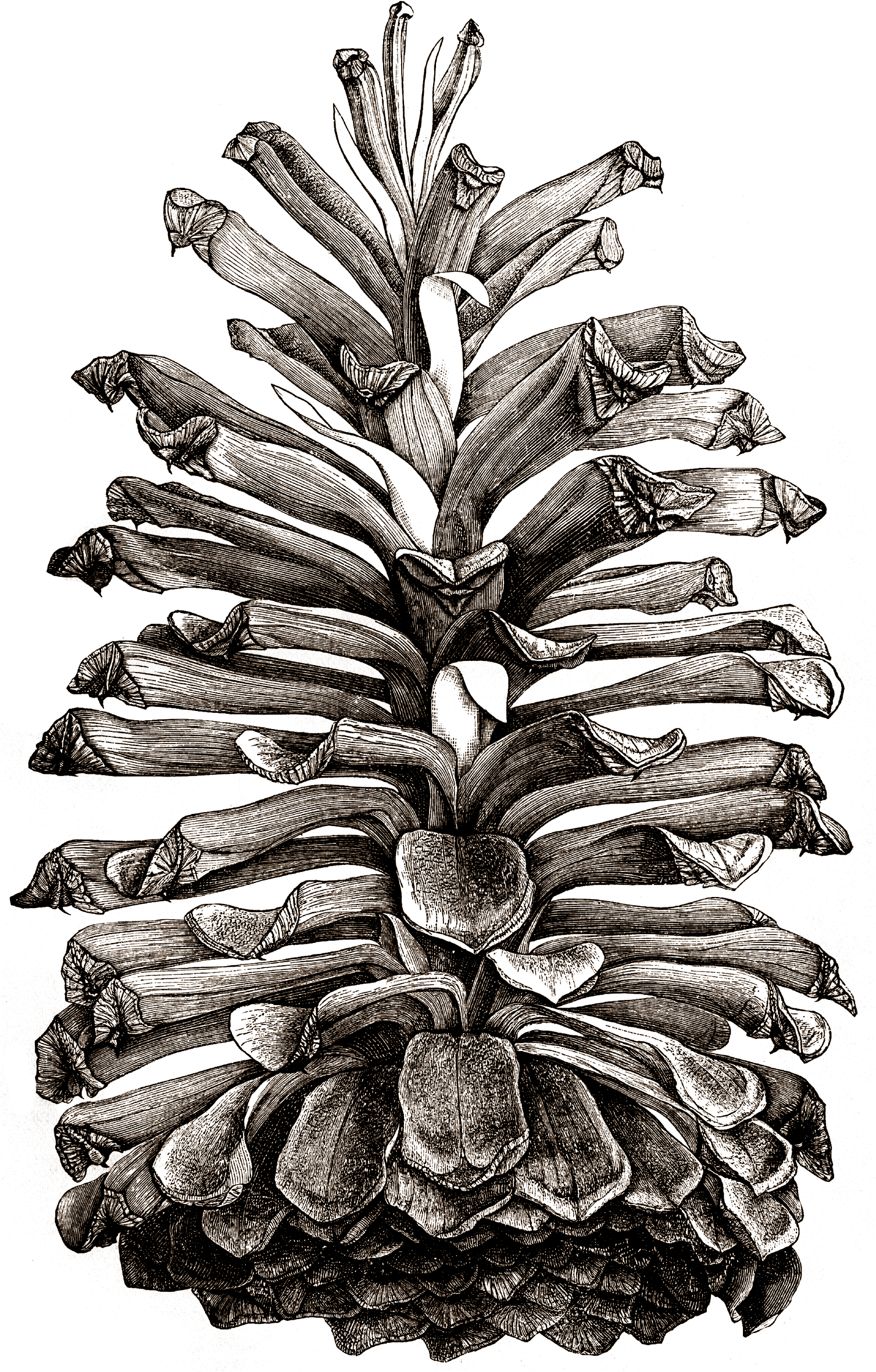 Pine Cone - Pine Cone Drawing Png (1506x2400), Png Download