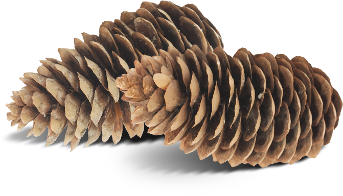Pinecone - Evergreen (671x384), Png Download