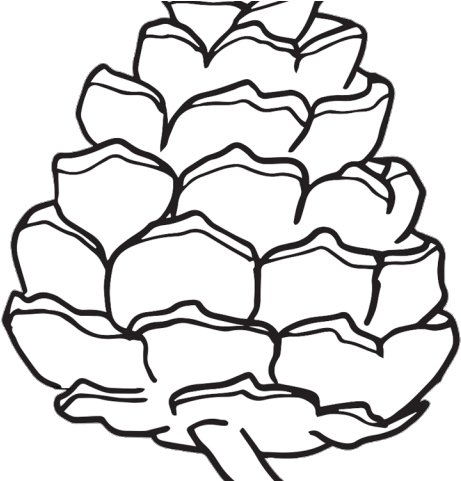 Pinecone Clipart - Conifer Cone (640x480), Png Download