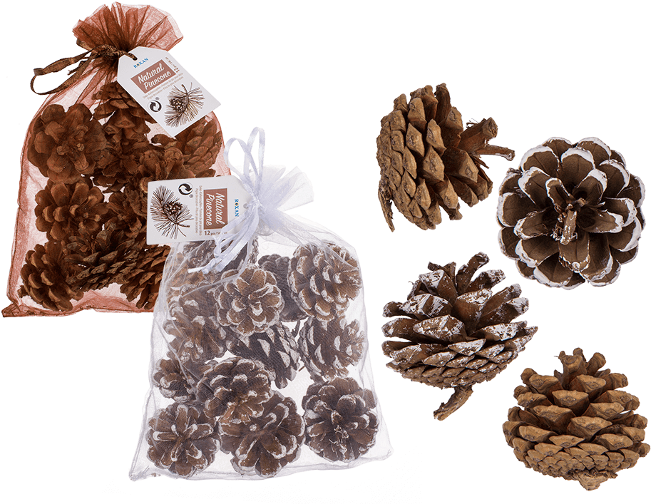 Conifer Cone (945x709), Png Download