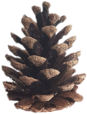 Report Abuse - Conifer Cone (1024x1369), Png Download
