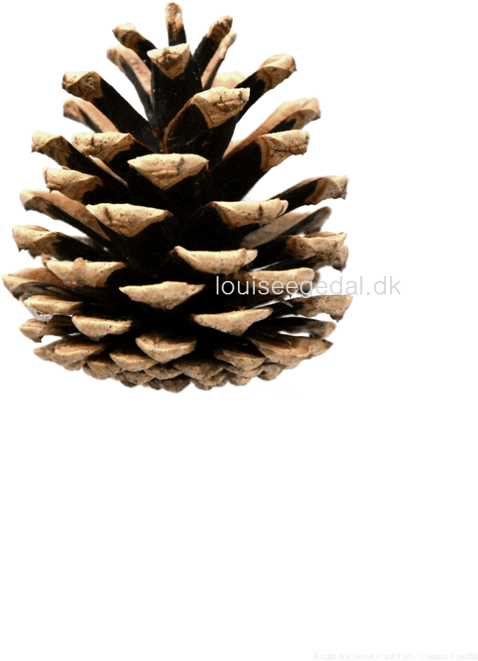 Unique Images Of Images Of Pine Cones - Piña De Pino Png (940x1329), Png Download
