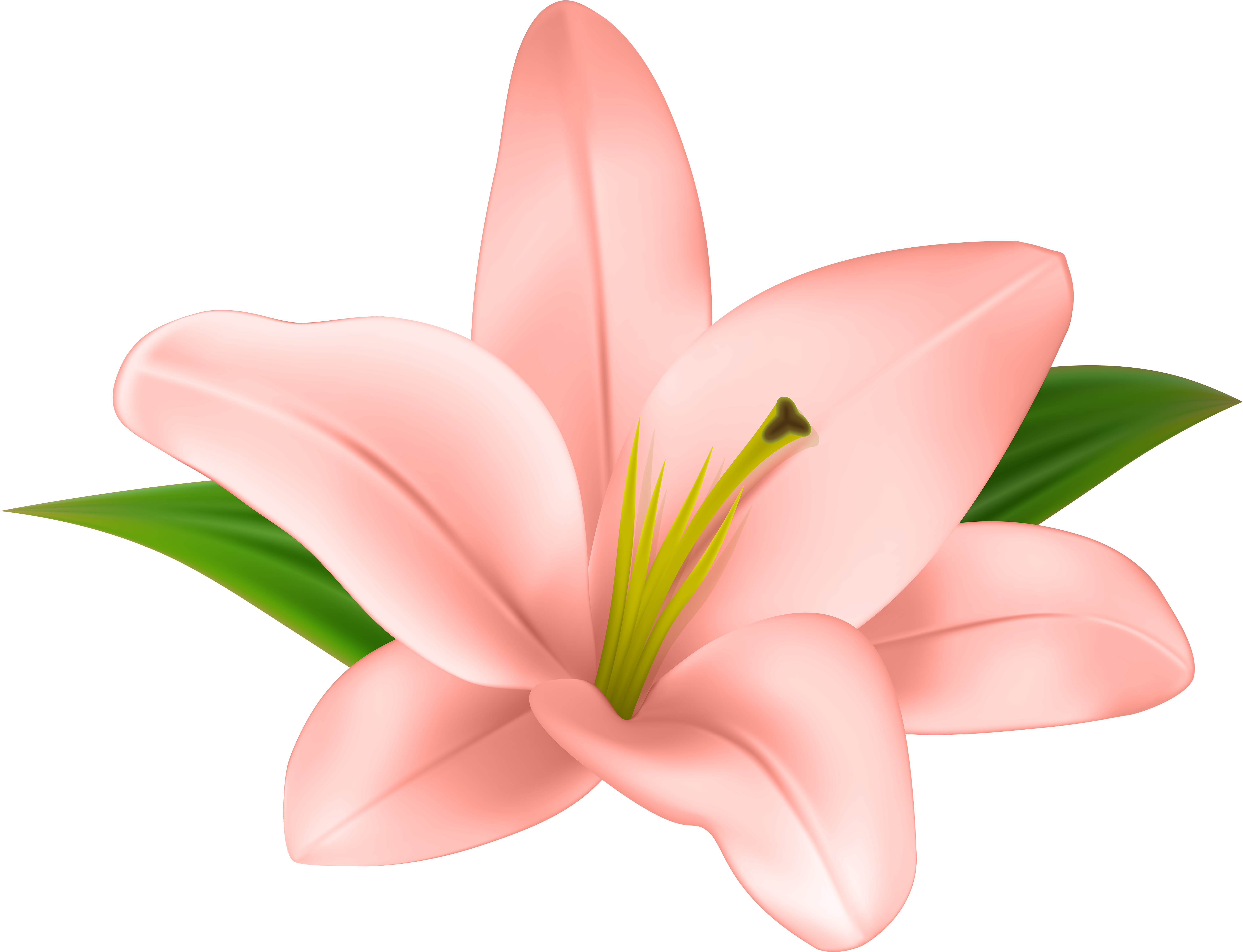 Cliparts Stargazer Lilly - Flower Clipart Transparent (6000x4594), Png Download
