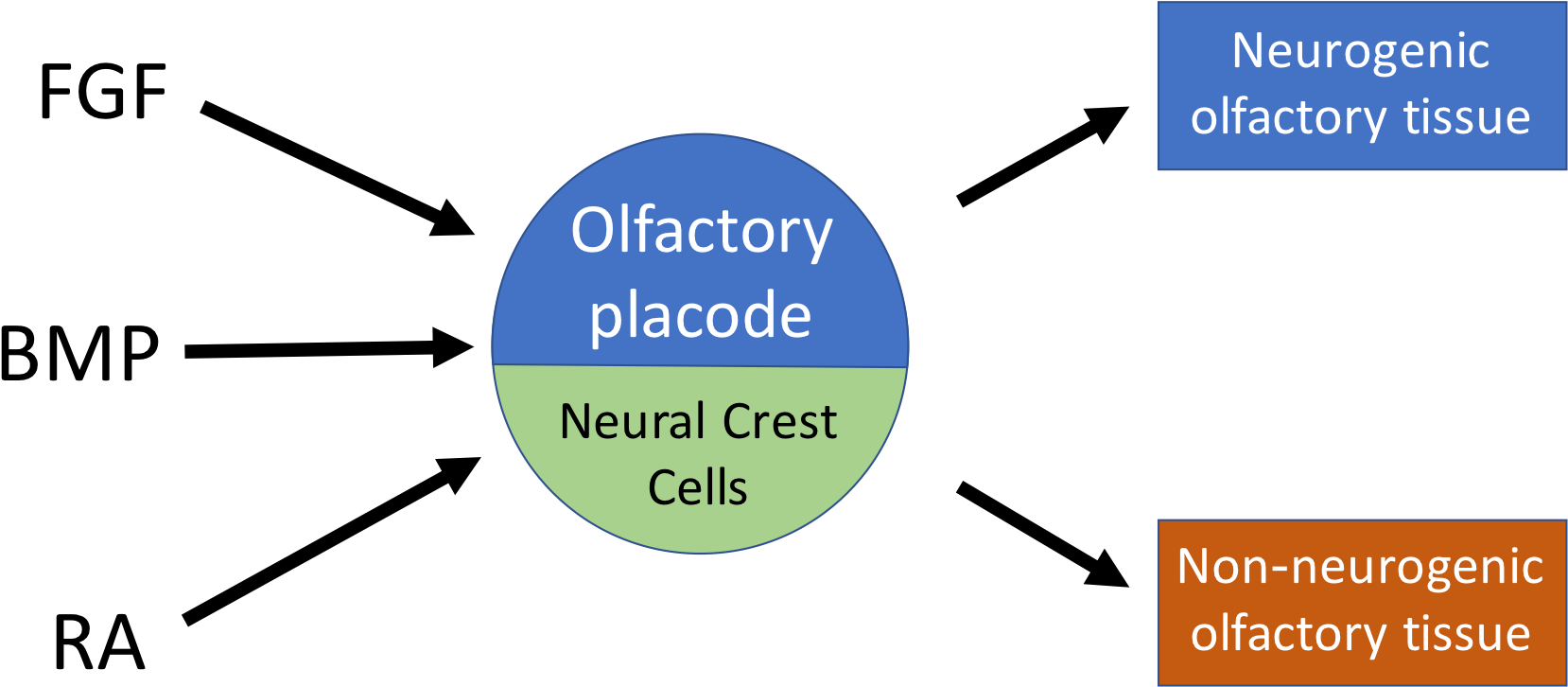 Wikipedia Project Fig Upload - Olfactory Epithelium (1732x791), Png Download