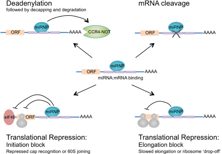 Mode Mir Action Fig - Diagram (716x516), Png Download