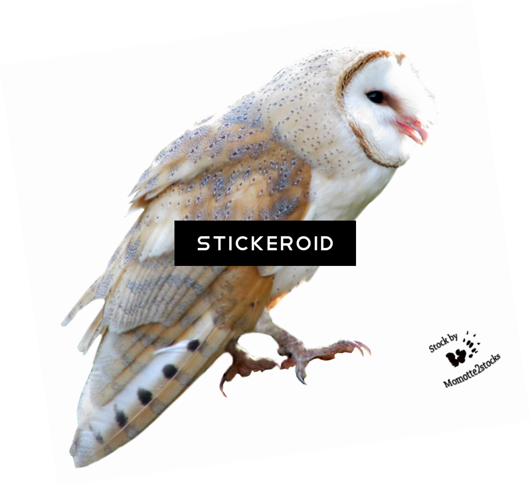 Barn Owl Birds - Owl (1053x967), Png Download