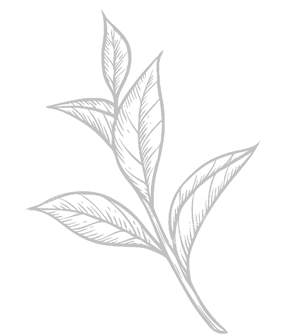 Withania Somnifera Sketch (592x663), Png Download