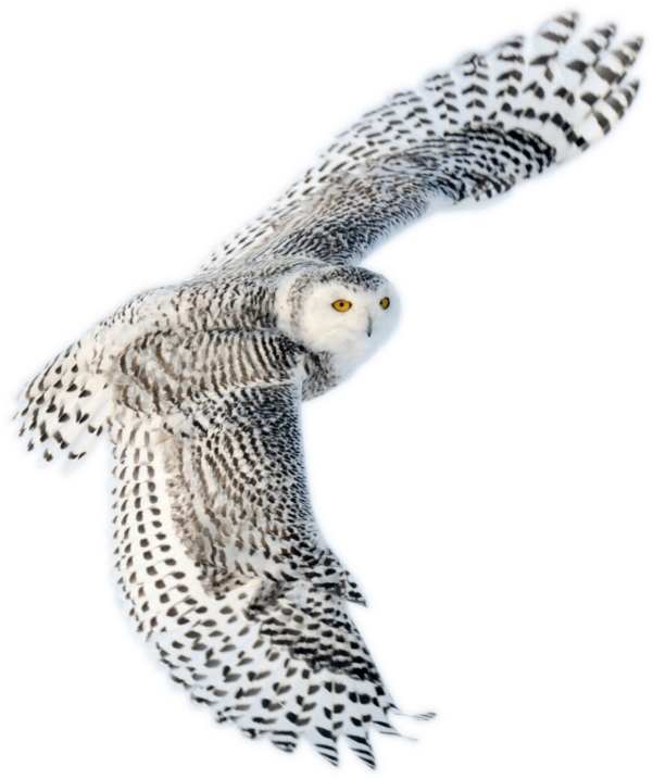 Protect - Flying Snowy Owl (617x740), Png Download