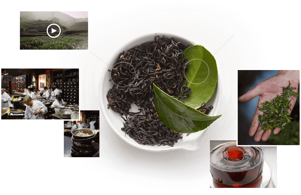 Fresh Tea Leaves Png Download - Nilgiri Tea (1193x774), Png Download