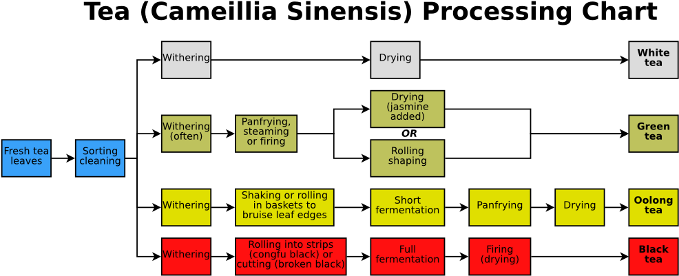 Tea Processing Chart - Processing Of Tea Flowchart (1000x425), Png Download