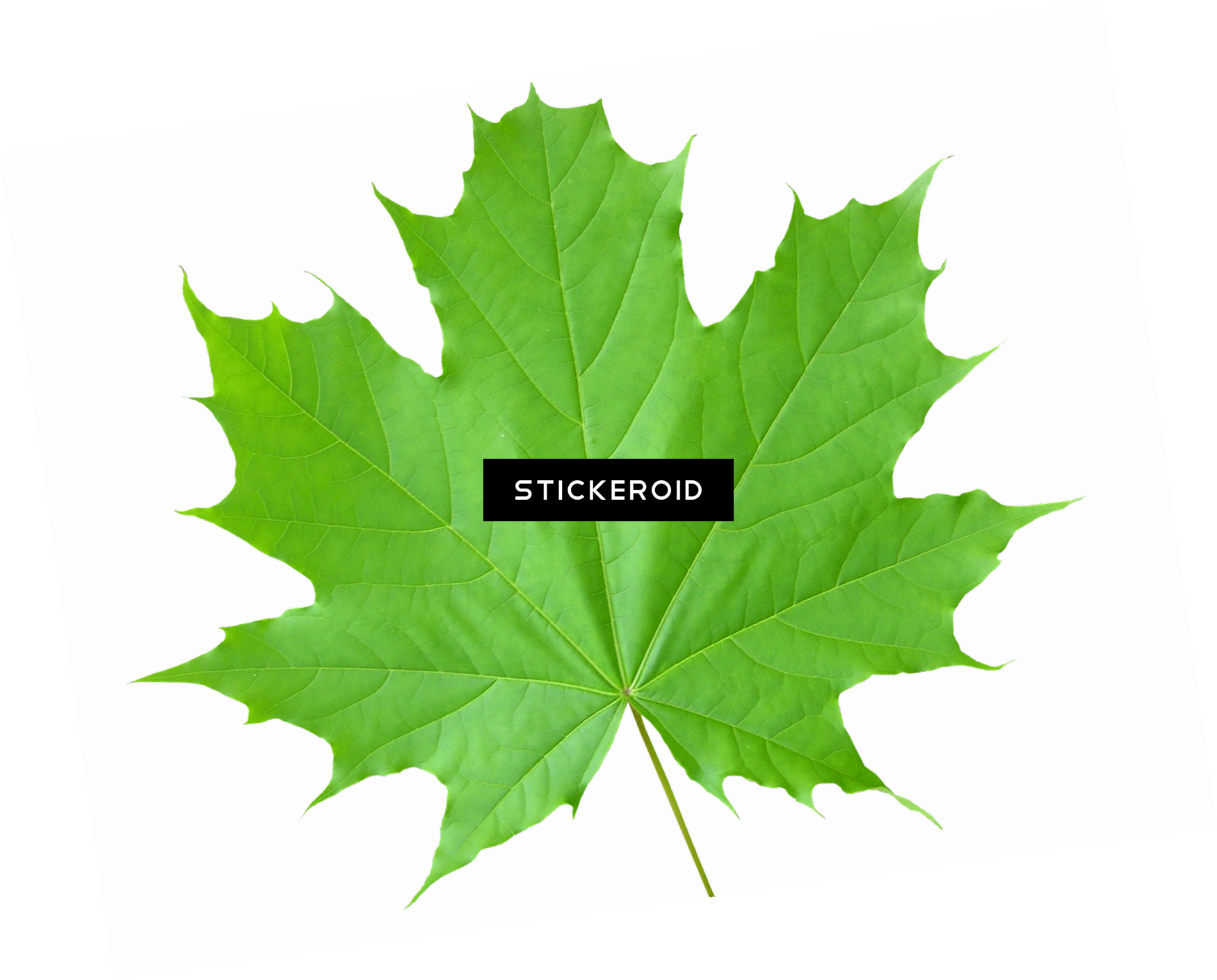 Green Leaves Nature - Leaf Recognition Using Image Processing (1750x1410), Png Download