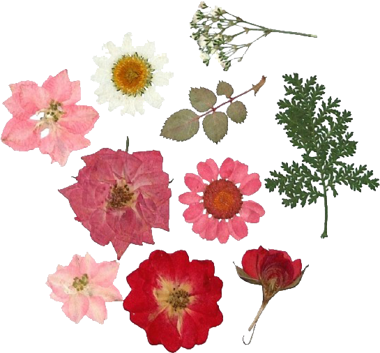 481 Images About Collage On We Heart It - Dried Pressed Flowers Png (570x608), Png Download