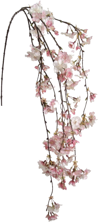 Cherry Blossom Clipart Transparent Tumblr - Cherry Blossom Hanging Flowers (471x750), Png Download