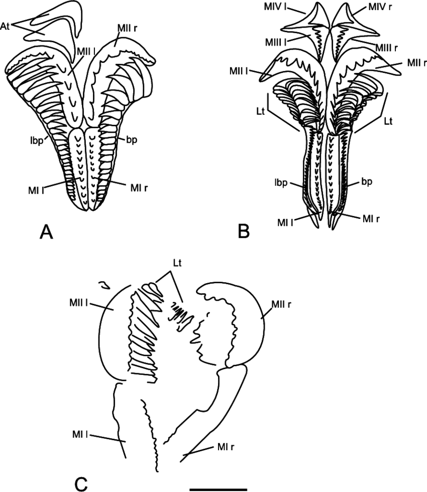 Xanioprionid Maxillary Apparatuses, Showing The Arrangement - Sketch (850x978), Png Download