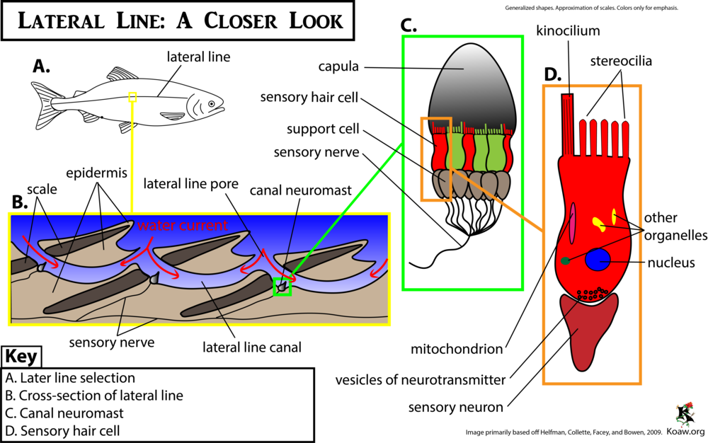 Later Line A Closer Look Koaw Org - Lateral Line Scales In Fish (1000x626), Png Download