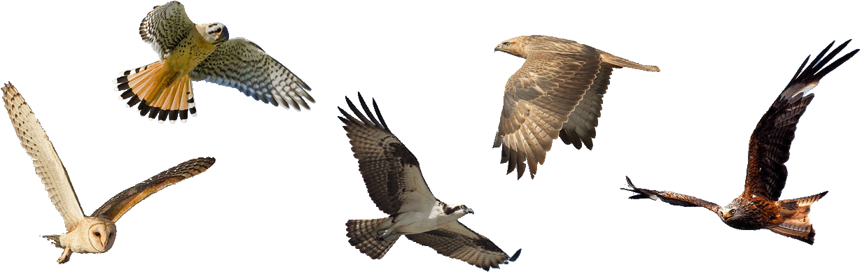 For Bird Friendly Living - Red-tailed Hawk (1400x400), Png Download