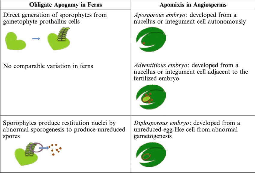 2 Comparison Of Apogamy In Ferns With Apomixis In Angiosperms - Apomixis (850x578), Png Download