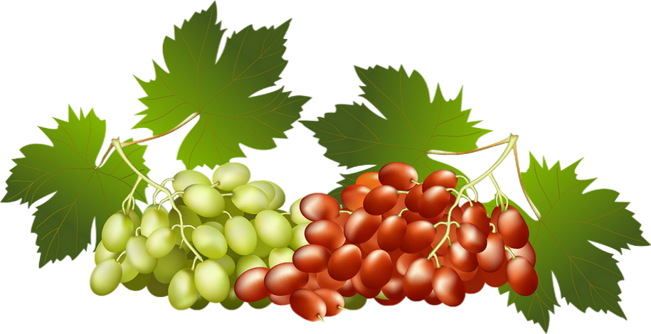 Grapes Vector (915x470), Png Download