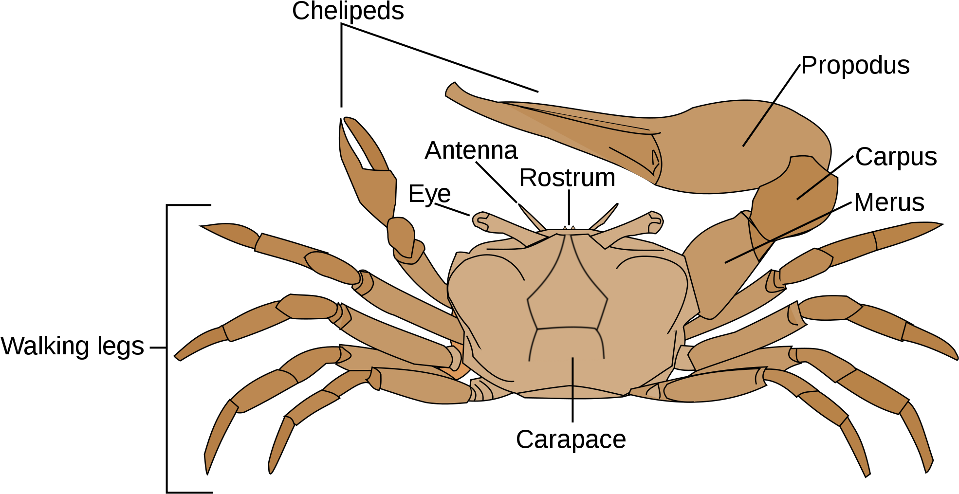 Open - Fiddler Crab Anatomy (2000x1040), Png Download
