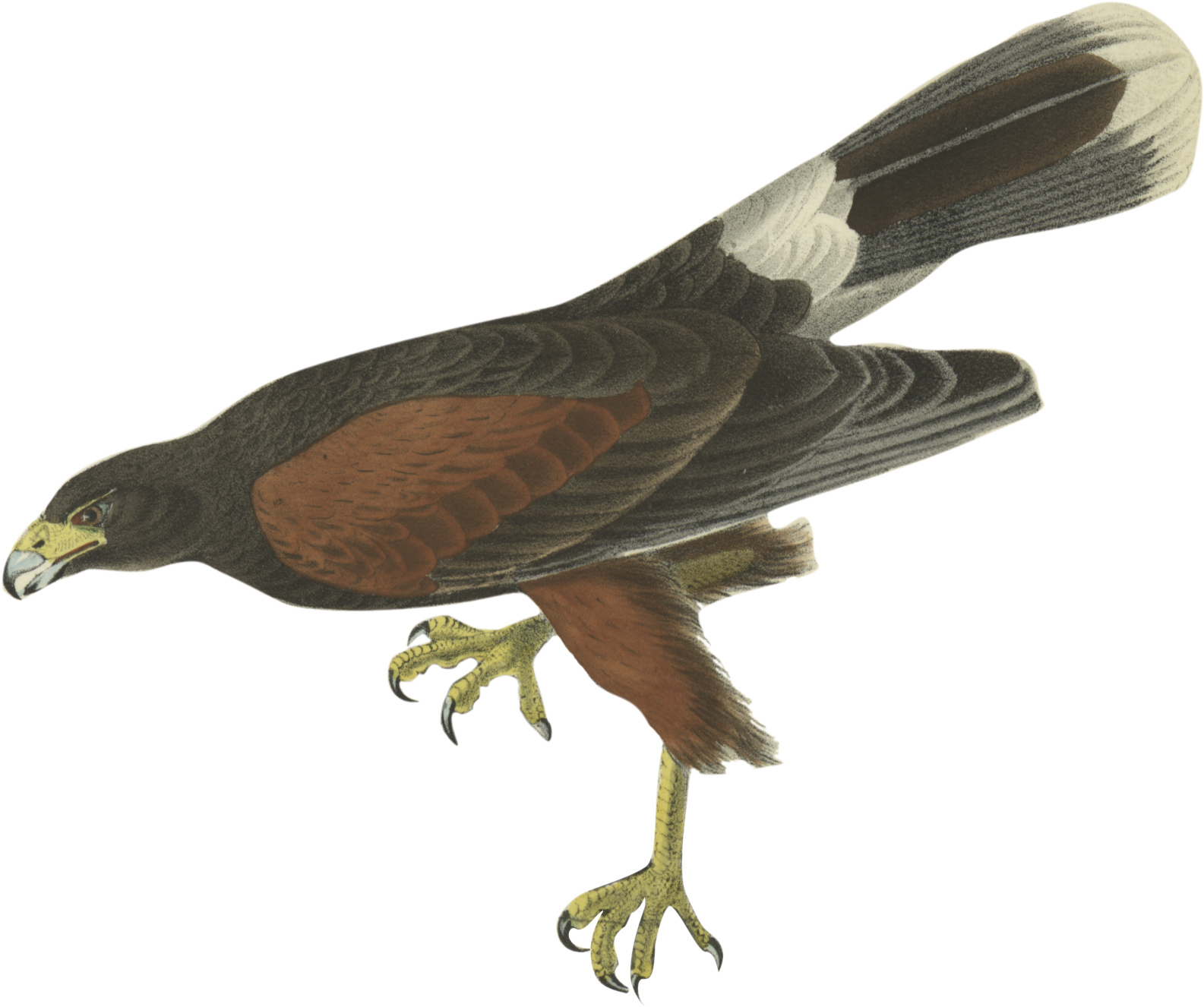 Free Red In The Air - John James Audubon (1928x1515), Png Download