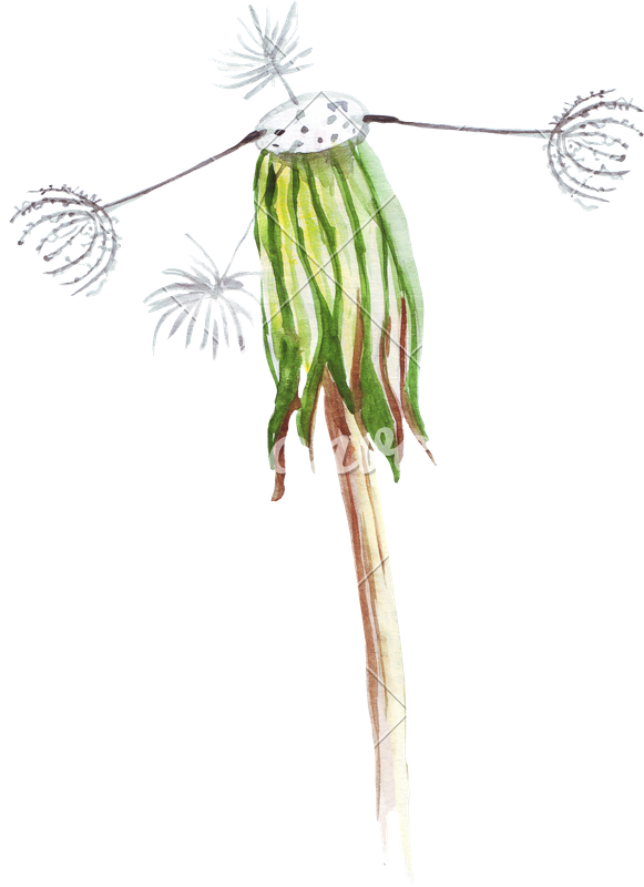 Hand Drawing Of Watercolor Pencil Wilted Dandelion - Drawing (581x800), Png Download