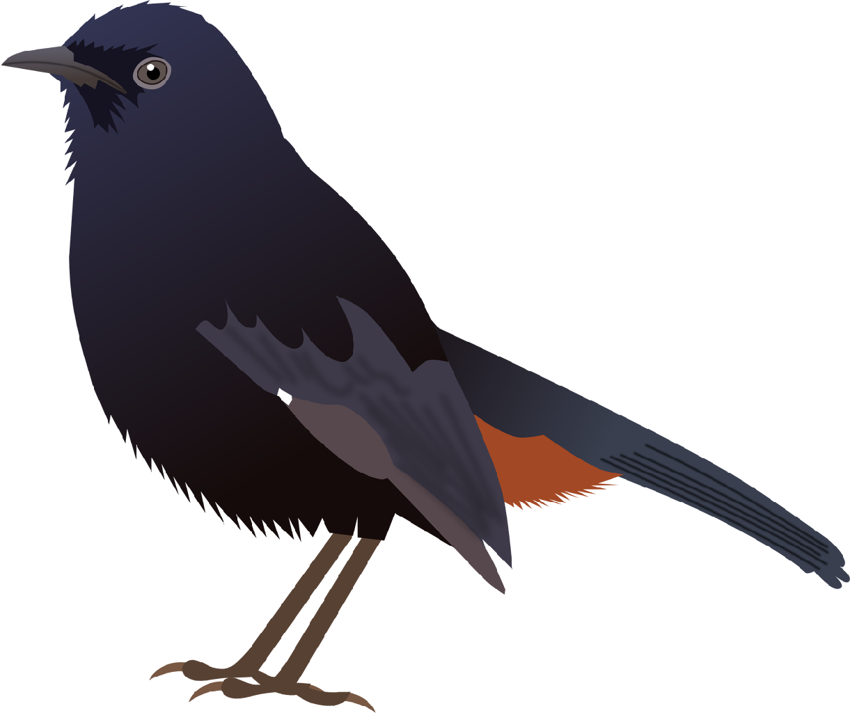 Indian Robin - Indian Koel Bird Drawing (1221x1024), Png Download