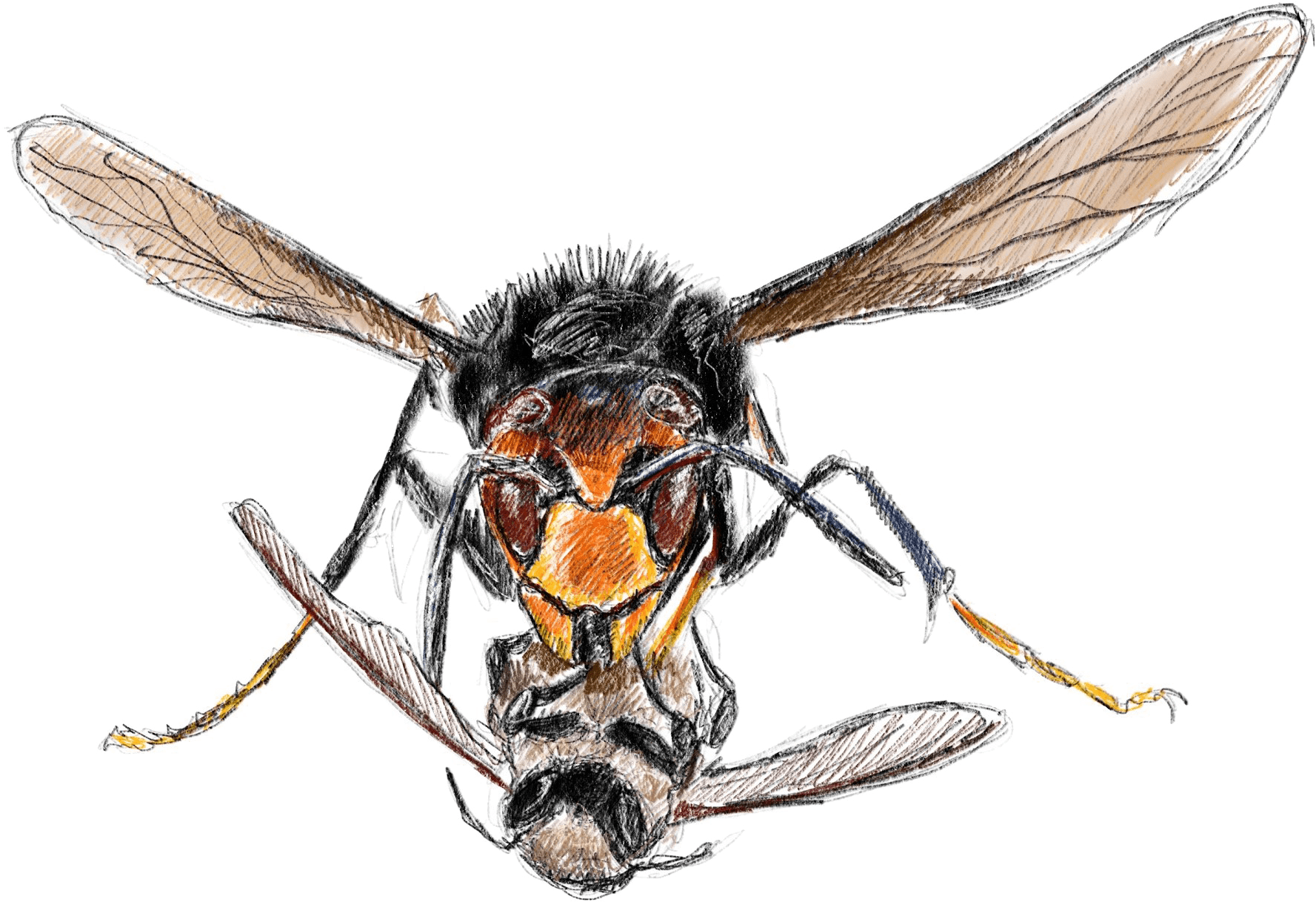 You're A European Honeybee And Neither You Nor Your - Honeybee (1880x1341), Png Download