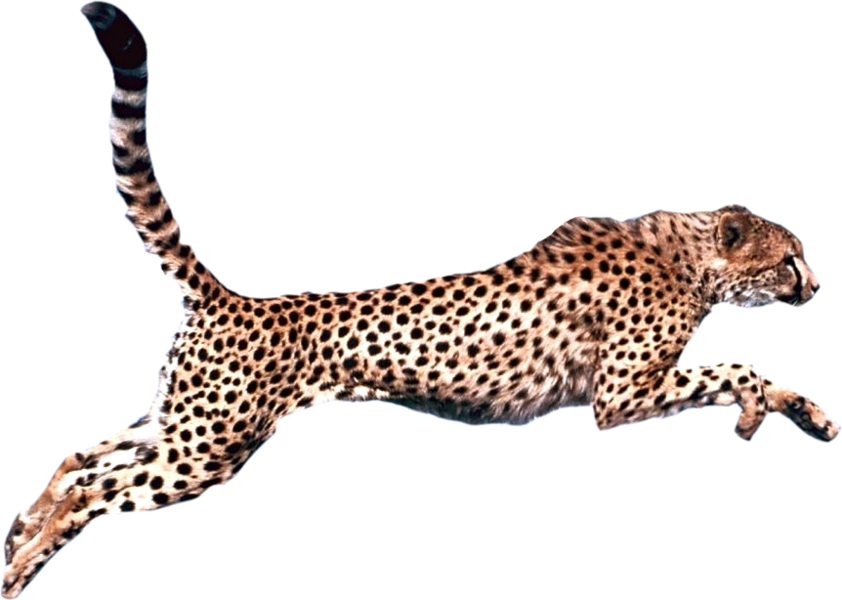 Graphic Royalty Free Download Felidae Clip Art Transprent - Cheetah Png (842x600), Png Download