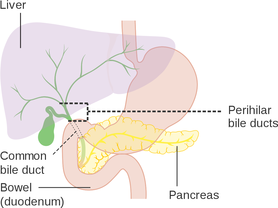 Cbd Full Form In Medical (1200x987), Png Download