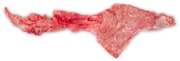 Veal Pancreas - Panties (800x478), Png Download