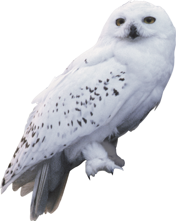 I Know That “early Bird Gets The Worm”, But I Think - Harry Potter Owl Png (612x768), Png Download