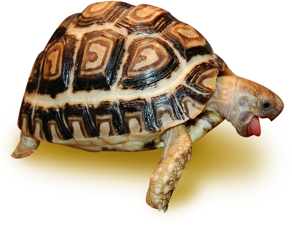 Leopard Tortoise (585x585), Png Download