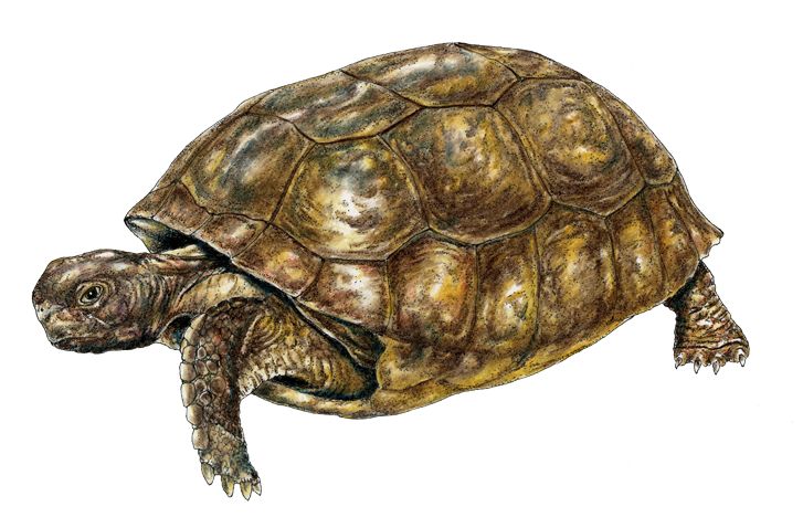 Gopher Tortoise - Galápagos Tortoise (750x479), Png Download